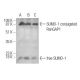 SUMO-1 Antibody (66AT1273.94) - Western Blotting - Image 374611 