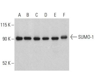 SUMO-1 Antibody (D-11) - Western Blotting - Image 399000 