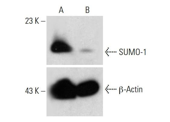 SUMO-1 CRISPR Knockout and Activation Products (h)