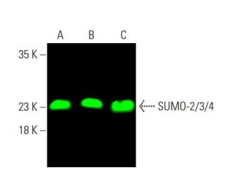 western blotting image from recommended SUMO-2/3/4 (C-3) monoclonal antibody replacement. Image 377806