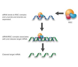 SUMO-2/3 siRNA (h), shRNA and Lentiviral Particle Gene Silencers