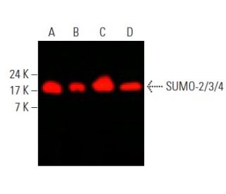SUMO-2/3/4 Antibody (C-3) - Western Blotting - Image 396342Each CRISPR/Cas9 Knockout (KO) Plasmid product consists of a pool of 3 plasmids designed to ensure identification and cleavage of a specific gene for maximum knockout efficiency. Each plasmid encodes a unique 20 nt sequence derived from the GeCKO (v2) library.