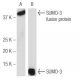 SUMO-3 Antibody (76AT630.91.31) - Western Blotting - Image 56009