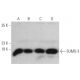 SUMO-3 Antibody (76AT630.91.31) - Western Blotting - Image 374607 