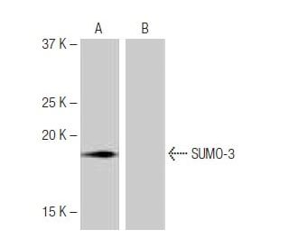 SUMO-3 Antibody (LW-M2) - Western Blotting - Image 65065