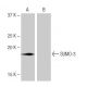SUMO-3 Antibody (LW-M2) - Western Blotting - Image 65065