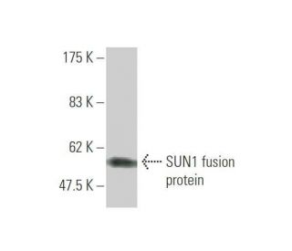 SUN1 Antibody (2D10) - Western Blotting - Image 349540