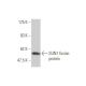 SUN1 Antibody (2D10) - Western Blotting - Image 349540