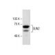 SUN2 Antibody (G-5) - Western Blotting - Image 284981
