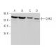 SUN2 Antibody (G-5) - Western Blotting - Image 373572 