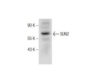 SUN2 Antibody (H-4) - Western Blotting - Image 160905