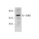 SUN2 Antibody (H-4) - Western Blotting - Image 160905