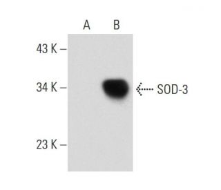 Superoxide Dismutase 3/SOD3 Antibody (A-11) - Western Blotting - Image 134642 