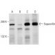 Supervillin Antibody (B8C1) - Western Blotting - Image 14963