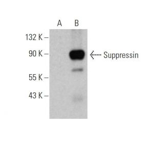 Suppressin Antibody (F-7) - Western Blotting - Image 344300 