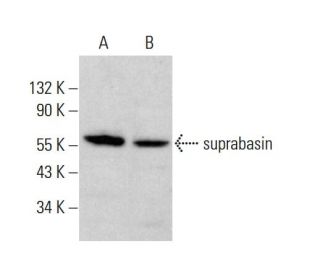 suprabasin Antibody (H-9) - Western Blotting - Image 383231 
