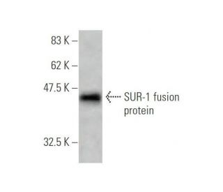 western blotting image from recommended SUR-1 (3G5) monoclonal antibody replacement. Image 348859