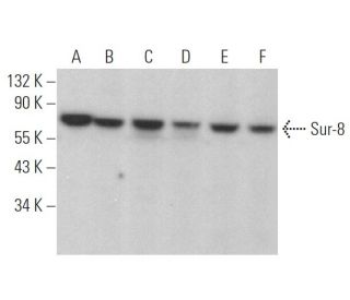 Sur-8 Antibody (D-8) - Western Blotting - Image 372058 
