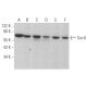 Sur-8 Antibody (D-8) - Western Blotting - Image 372058 