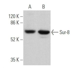 Sur-8 Antibody (E-4) - Western Blotting - Image 369880 