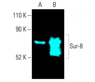 Sur-8 Antibody (E-4)