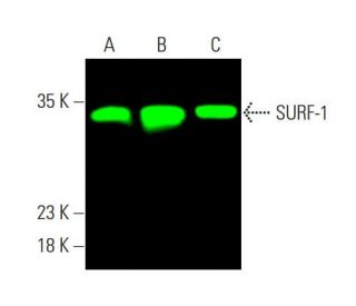 SURF-1 Antibody (B-7) - Western Blotting - Image 381551 