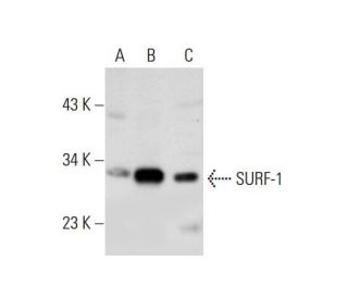 SURF-1 Antibody (D-9) - Western Blotting - Image 130011 
