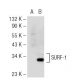 SURF-1 Antibody (E-7) - Western Blotting - Image 55475
