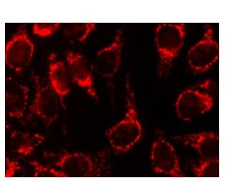 SURF-1 Antibody (H-7) - Immunofluorescence - Image 141439 