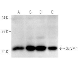 western blotting image from recommended survivin (D-8) monoclonal antibody replacement. Image 271