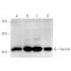 western blotting image from recommended survivin (D-8) monoclonal antibody replacement. Image 271