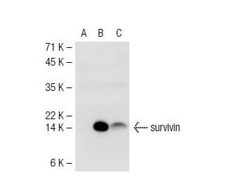 survivin Antibody (D-8) - Western Blotting - Image 40145