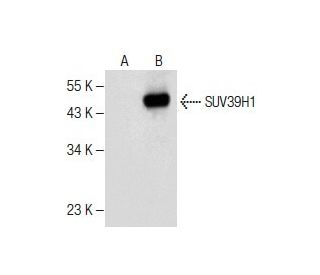 SUV39H1 Antibody (C-10) - Western Blotting - Image 282417