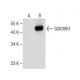 SUV39H1 Antibody (C-10) - Western Blotting - Image 282417