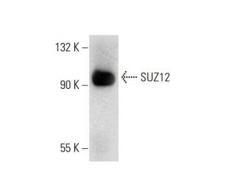 SUZ12 Antibody (D-10) - Western Blotting - Image 132732SAM Transcription Activation: SAM system utilizing dCas9-VP64, MS2-P65-HSF1, and sgRNA for precise gene transcription activation.