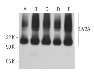 western blotting image from recommended SV2A (E-8) monoclonal antibody replacement. Image 367505