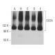western blotting image from recommended SV2A (E-8) monoclonal antibody replacement. Image 367505