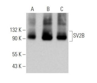 SV2B Antibody (C-3) - Western Blotting - Image 374127 