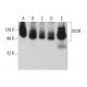 western blotting image from recommended SV2B (F-7) monoclonal antibody replacement. Image 379873