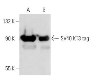 SV40 KT3 tag Antibody (KT3) - Western Blotting - Image 14971