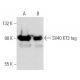 SV40 KT3 tag Antibody (KT3) - Western Blotting - Image 14971