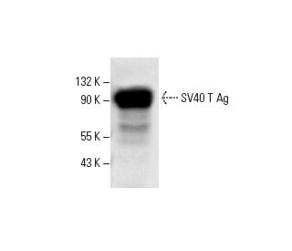 SV40 T Ag Antibody (C-1) - Western Blotting - Image 12789