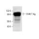 SV40 T Ag Antibody (C-1) - Western Blotting - Image 12789