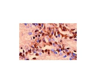 Anti-SV40 T Ag Antibody (H-1) | SCBT - Santa Cruz Biotechnology