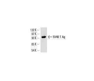 Капот виста sv40