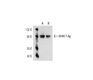 SV40 T Ag Antibody (H-1) - Western Blotting - Image 14957 