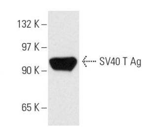 SV40 T Ag Antibody (LP7N) - Western Blotting - Image 13644