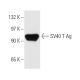 SV40 T Ag Antibody (LP7N) - Western Blotting - Image 13644