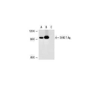 SV40 T Ag Antibody (Pab 101) - Western Blotting - Image 3643 