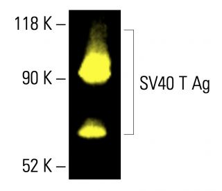 SV40 T Ag Antibody (Pab 416) - Western Blotting - Image 412381 